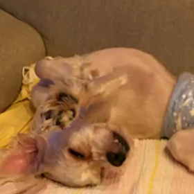 パパぼっちの！？の画像