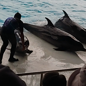 アドベンチャーワールド動画の画像