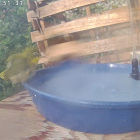 すぎぴたんの事件簿シーズン3　391話（ジャイアンなメジロ！　その２）の画像