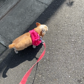 暑さに強い方(･･;)の画像