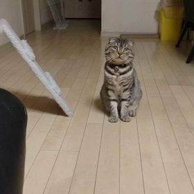 見てなんか無いんだからねの画像