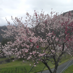 動画ではなももです。の画像