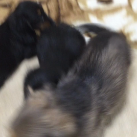 あばれる君の画像