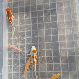 ポチッ、鯉さんの画像