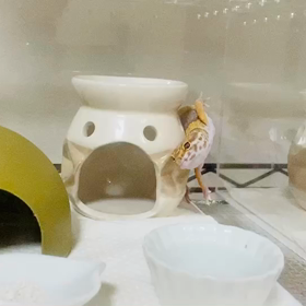 モカちゃん〜大丈夫？の画像