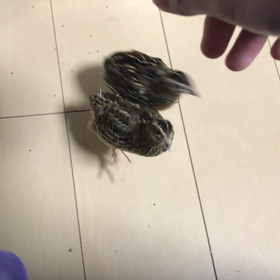 うちの可愛いカメラ目線の画像