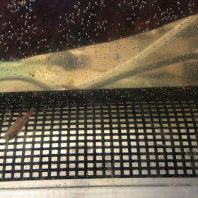 ネオンテトラ 繁殖計画の画像