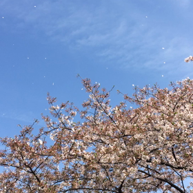 桜吹雪♡の画像