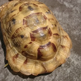 恥ずかしぃ～の画像