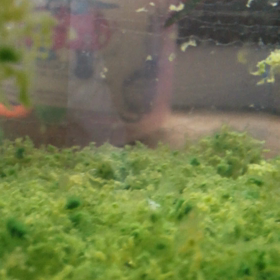 シーモンキー1ヶ月の画像