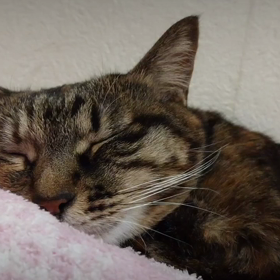 さーちゃん❤️の画像