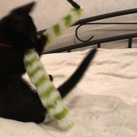 今日のチビチビの画像