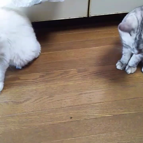 虫発見！の画像