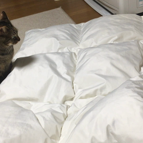 リッコ相変わらずの画像