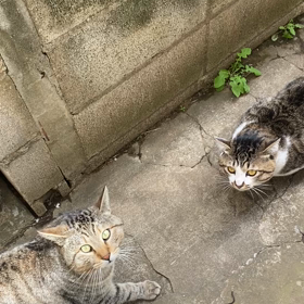 野良猫のケンカの画像