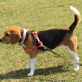 風の中散歩の画像