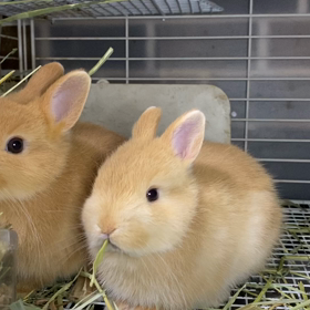 ただモグモグしているだけなのにの画像