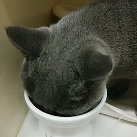 モネくん　動画の画像