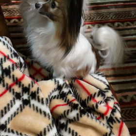 サツマイモの画像