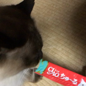 ちゅーる鼻に飛び付く　あるあるの画像