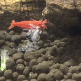 うちのチェリーシュリンプ脱皮頑張りましたの画像