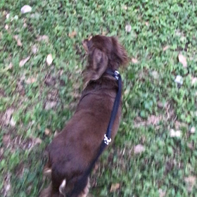 ♪お散歩動画♪代々木公園♪①の画像