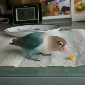 ジュラミル、とうもろこしを食す(動画あり)の画像