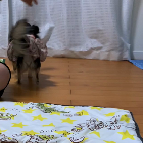 しつけ教室宿題シェリ編の画像