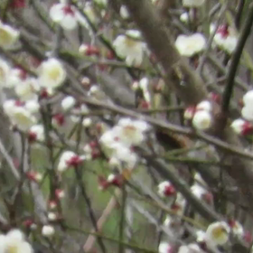 すぎぴたんの事件簿シーズン3　194話（梅とヒヨドリ）の画像