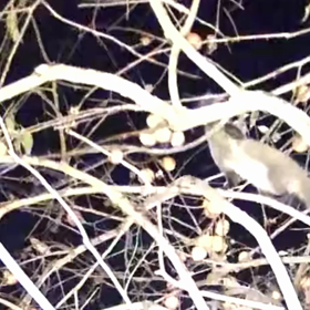 すぎぴたんの事件簿シーズン3　97話（かいーの）の画像