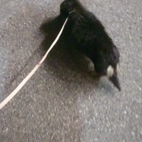 パル＆モモ(^^)の画像