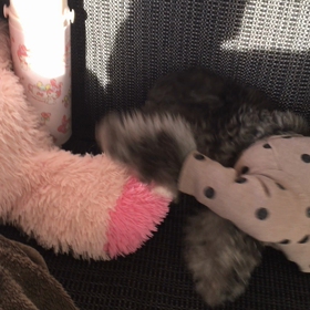 おはようございますの画像