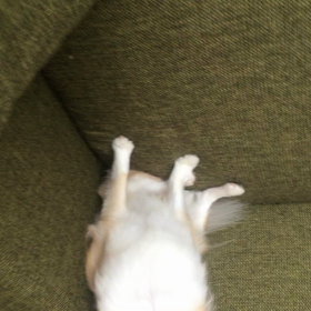 ご所望ですの画像