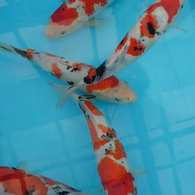 にゃおセレクトの画像