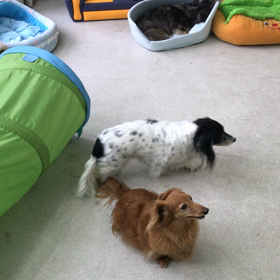 ♪プレイルーム動画♪③の画像