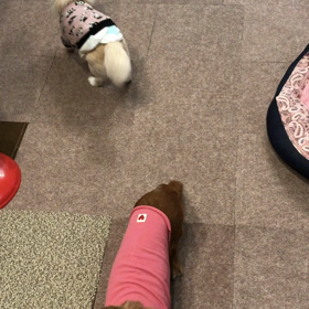 また輸液失敗・・・。の画像