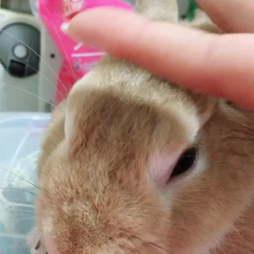 なでなでの画像