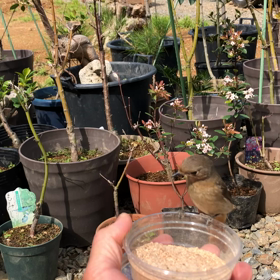 ジョウビタキ㉙『中途半端な手乗りジョビ』の画像