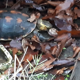 セマルハコの画像