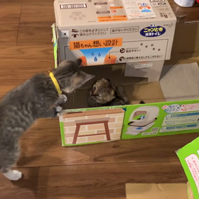 文之介、とても元気！　純之介とも仲良し！の画像