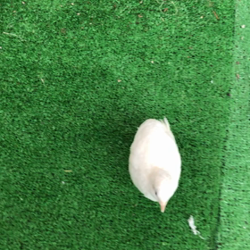 ピー助初めてのお外の画像