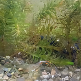 エンドラーズ。の画像