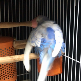 今日のソラの画像