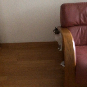 親孝行に割引使うなって？デールオシッコ動画…あれ？壁？の画像