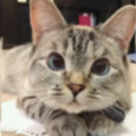 世界のニャンコピックアップの画像