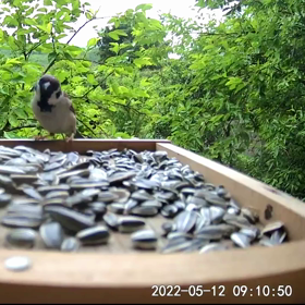 すぎぴたんの事件簿　シーズン２　２６５話（スズメ子供おあずけ）の画像