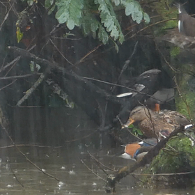 雨の中行ってきた野鳥撮影の画像