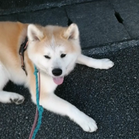 暑い朝‼️元気にお散歩できました。行きはイヤイヤ、帰りはルンルン、暑さとは関係ないいつもの未の画像