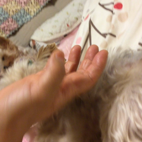 愛犬の動画の画像