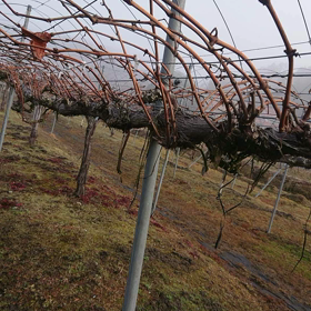 只今の畑の様子の画像